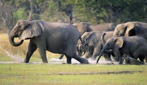 Preview wallpaper elephants, herd, tramp, run, grass