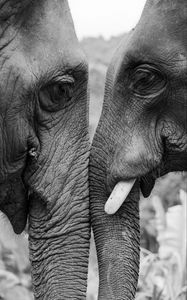 Preview wallpaper elephants, love, bw