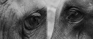 Preview wallpaper elephants, love, bw
