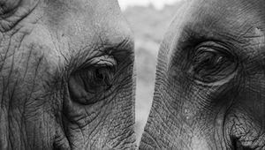 Preview wallpaper elephants, love, bw