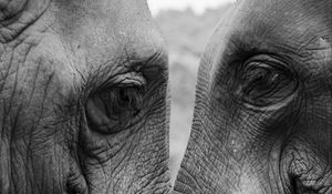 Preview wallpaper elephants, love, bw