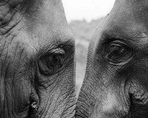 Preview wallpaper elephants, love, bw