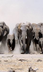Preview wallpaper elephants, many, sand, dust, run