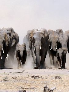 Preview wallpaper elephants, many, sand, dust, run