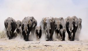 Preview wallpaper elephants, many, sand, dust, run