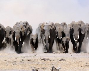 Preview wallpaper elephants, many, sand, dust, run