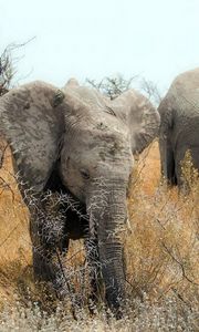 Preview wallpaper elephants, nature, africa