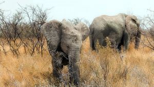 Preview wallpaper elephants, nature, africa