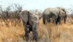 Preview wallpaper elephants, nature, africa