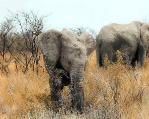 Preview wallpaper elephants, nature, africa