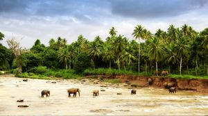 Preview wallpaper elephants, sand, palm trees, family, walking paths