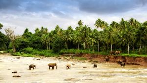 Preview wallpaper elephants, sand, palm trees, family, walking paths