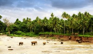 Preview wallpaper elephants, sand, palm trees, family, walking paths