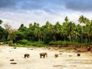 Preview wallpaper elephants, sand, palm trees, family, walking paths