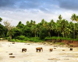 Preview wallpaper elephants, sand, palm trees, family, walking paths