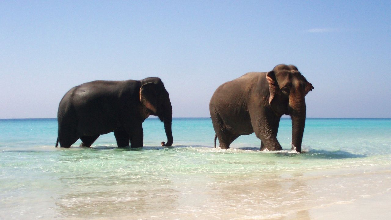 Wallpaper elephants, sea, walking, couple