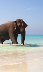 Preview wallpaper elephants, sea, walking, couple