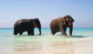 Preview wallpaper elephants, sea, walking, couple