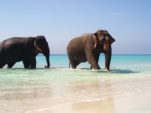 Preview wallpaper elephants, sea, walking, couple