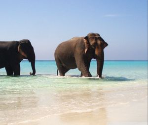 Preview wallpaper elephants, sea, walking, couple