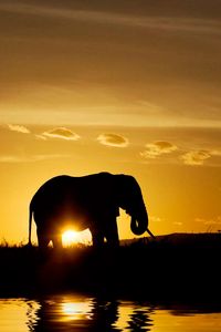 Preview wallpaper elephants, sunset, nature, silhouette