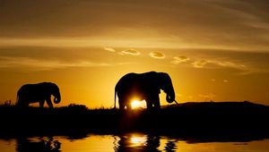 Preview wallpaper elephants, sunset, nature, silhouette