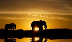 Preview wallpaper elephants, sunset, nature, silhouette