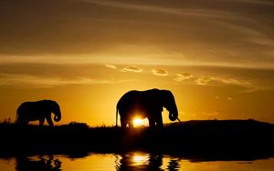 Preview wallpaper elephants, sunset, nature, silhouette