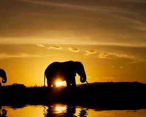 Preview wallpaper elephants, sunset, nature, silhouette