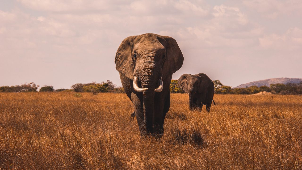 Wallpaper elephants, walk, grass