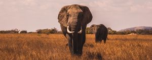 Preview wallpaper elephants, walk, grass