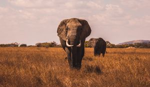 Preview wallpaper elephants, walk, grass