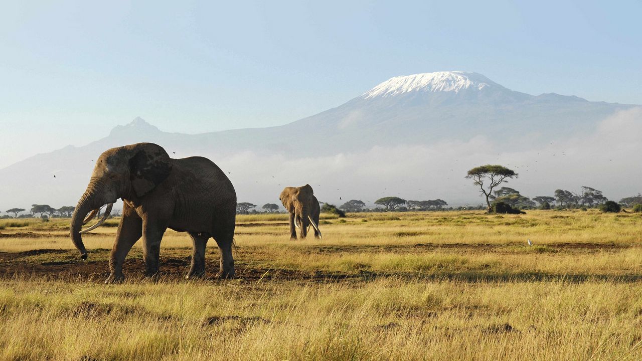 Wallpaper elephants, walk, grass, mountains, trees