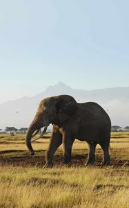 Preview wallpaper elephants, walk, grass, mountains, trees