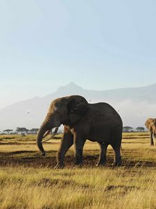 Preview wallpaper elephants, walk, grass, mountains, trees