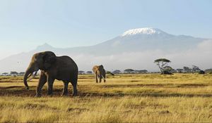 Preview wallpaper elephants, walk, grass, mountains, trees