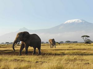 Preview wallpaper elephants, walk, grass, mountains, trees