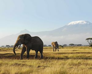 Preview wallpaper elephants, walk, grass, mountains, trees