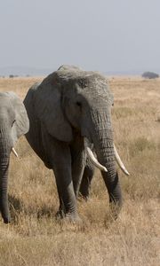 Preview wallpaper elephants, walk, grass