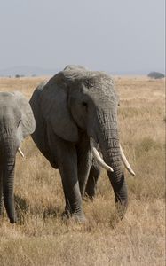 Preview wallpaper elephants, walk, grass