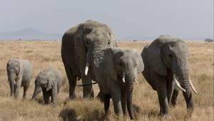 Preview wallpaper elephants, walk, grass