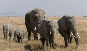 Preview wallpaper elephants, walk, grass