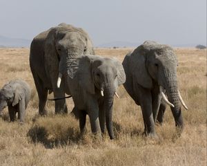 Preview wallpaper elephants, walk, grass