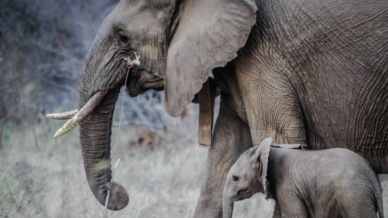 Wallpaper elephants, walk, young, trunk, tusks