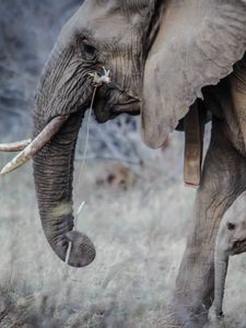 Preview wallpaper elephants, walk, young, trunk, tusks