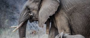 Preview wallpaper elephants, walk, young, trunk, tusks
