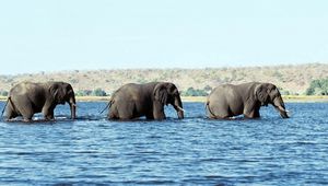 Preview wallpaper elephants, water, sea, walk