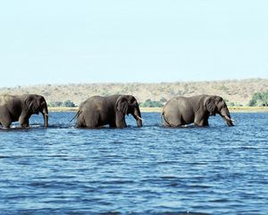 Preview wallpaper elephants, water, sea, walk