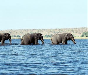 Preview wallpaper elephants, water, sea, walk
