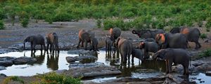 Preview wallpaper elephants, water, thirst, grass, trees, sky